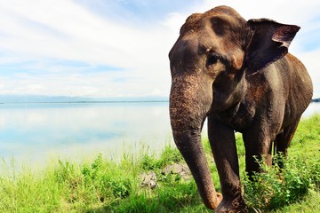 Słon, Indie, Sri Lanka