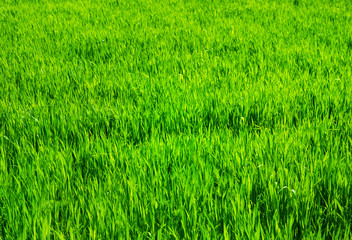  green grass