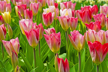 pink tulips in the spring garden