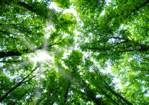 Fototapeta green forest
