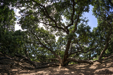 new zealand pohutukawa