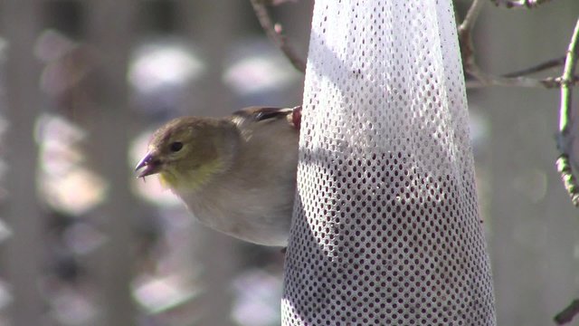 close-up of American goldfinch (Spinus tristis) eating nyjer seeds in winter