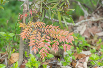 Zelkova elm