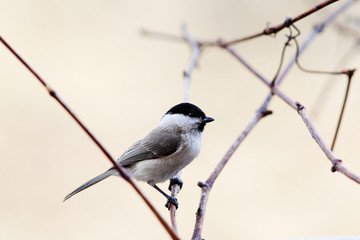 Small songbird in the middle of the vineyard