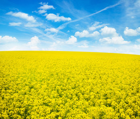 Obraz premium flowers of oil in rapeseed field
