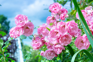 Lovely pink climbing roses