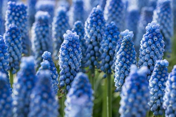 Photo sur Plexiglas Bleu Jeans Jacinthe de raisin de fleurs de printemps bleu.