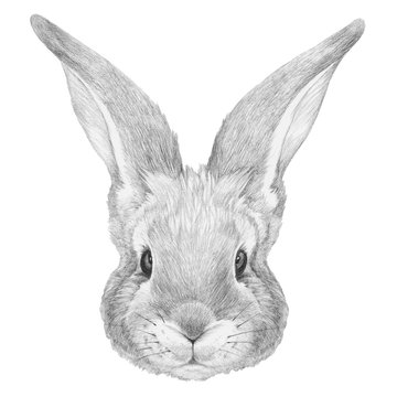 Portrait of Rabbit. Hand drawn illustration.