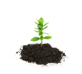 plant tree growing seedling in soil isolated on white