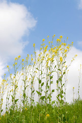 Obraz premium 菜の花