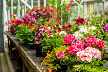 Fototapeta na wymiar Display of geranium flowers in the greenhouse, close up 