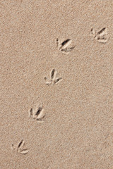 Fototapeta na wymiar Spuren eines Seevogels im Sand