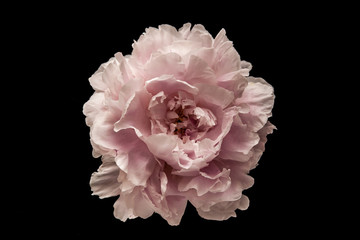 Rosa Blume auf schwarzem Hintergrund