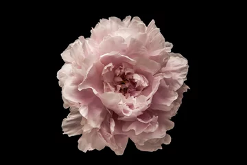 Türaufkleber Blumen Rosa Blume auf schwarzem Hintergrund