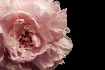 Foto op Plexiglas Bloemen Roze bloem op de zwarte achtergrond close-up