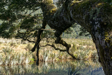tree in mirror lake