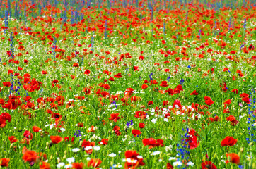 meadow with wild poppies