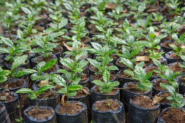 small coffee plants, nursery from Nicaragua