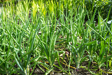 Green onions growing in the garden