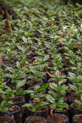 small coffee plants, nursery from Nicaragua