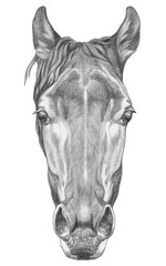 Portrait of Horse. Hand drawn illustration. © Victoria Novak