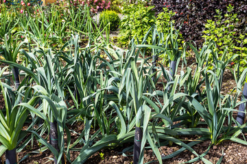 Leek growing in the garden