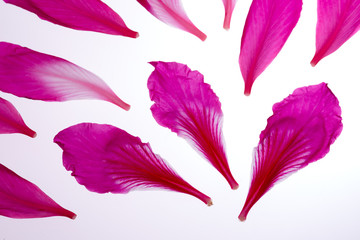 Pink petals of flowers on white background