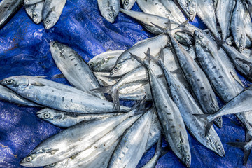 Fototapeta premium Fresh fish from the sea. Ready for processing to become salty fishes.