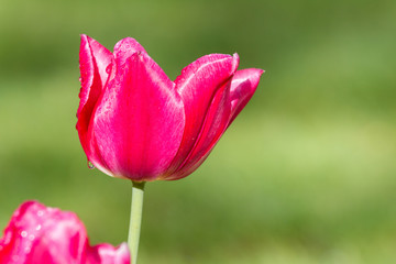 Tulip