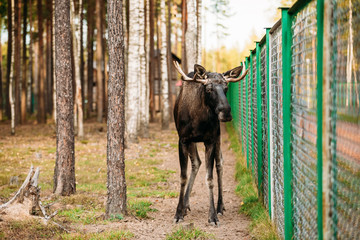 Wild male moose, elk in cage forest reserve.