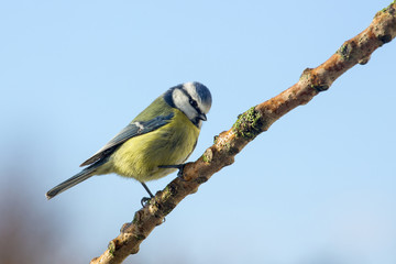 Blue Tit - Parus caeruleus - Garden Birds