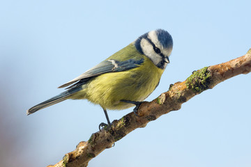 Blue Tit - Parus caeruleus - Garden Birds