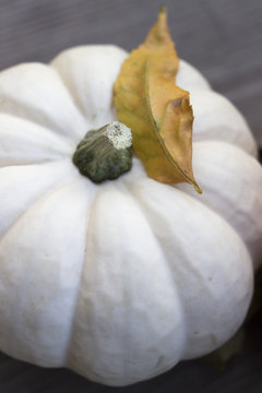 Mini white pumpkin close up with leaf