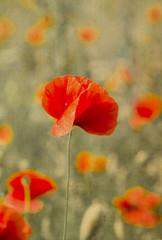 Obraz premium Pole jasnoczerwonych kwiatów maku kukurydzy w lecie