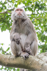 monkey(Macaque)