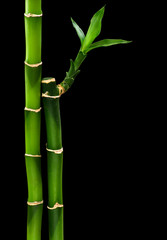 Fototapeta premium green bamboo isolated on a black background