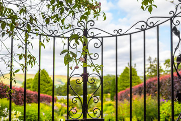 Beautiful, old garden gate with climbing ivy - 102820169