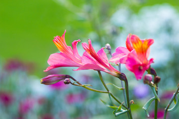 Alstroemeria, Golden Lily-of-the-Incas, Peruvian Lily 'Orange King'