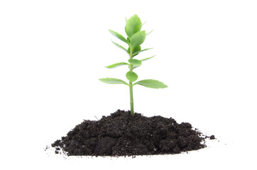 plant tree growing seedling in soil isolated on white