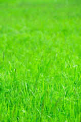 Green grass texture from a field