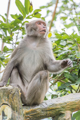 Naklejka na ściany i meble monkey(Macaque)