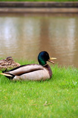 mallard duck on the canal in Sapporo – Hokkaido.jp
