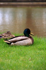mallard duck on the canal in Sapporo – Hokkaido.jp
