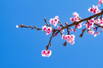 Spring Cherry blossoms, pink flowers.