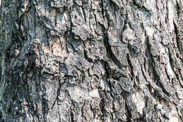 Tree bark texture