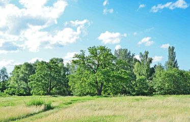 Fototapeta premium Spring oak tree