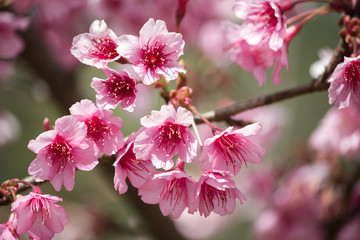 Spring Cherry blossoms, pink flowers.