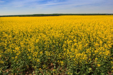 Fototapeta premium view of countryside with rapeseed field ploughed field forest
