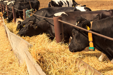 black-white milch cows eat hay behind barrier outdoors