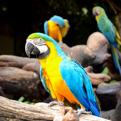 Blue and yellow macaw.